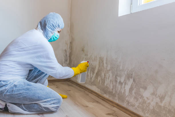 Licensed Black Mold Remediation service in Vandalia, MI - Mold Remediation HQ