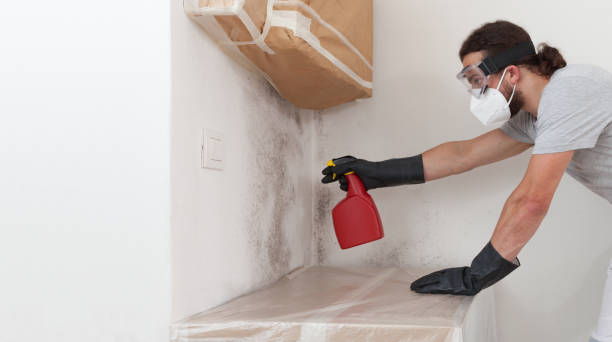 Professional Black Mold Remediation technician working in Vandalia, MI