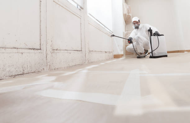 24/7 Emergency Black Mold Remediation experts in Vandalia, MI