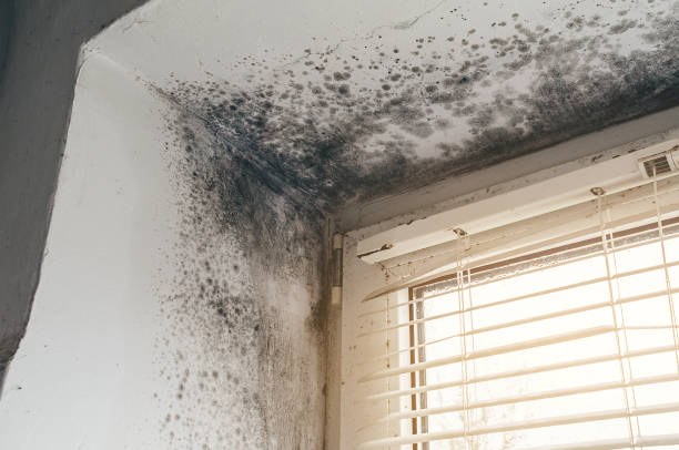 Affordable Black Mold Remediation solutions in Vandalia, MI