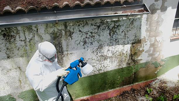 Top rated local Black Mold Remediation specialists in Vandalia, MI